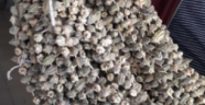 Kuru bamyanın kilosu 120 TL oldu