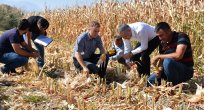 MANİSA'DA MISIR HASADI BAŞLADI