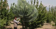 Sezonun İlk Kirazı 170 TL