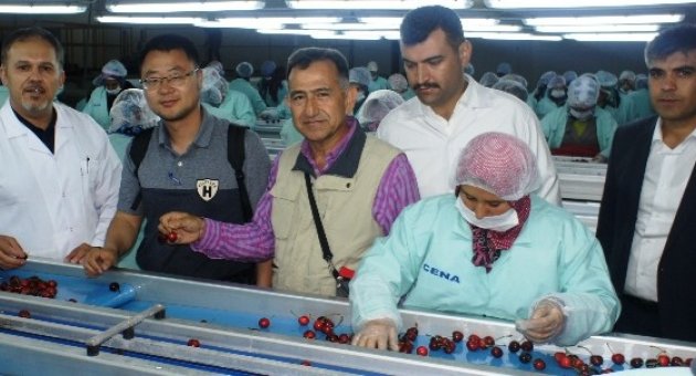 Türk Kirazı Çin Pazarında