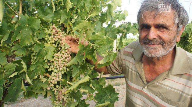 Üzümcüyü Dolu Ve Don Afetinden Sonra Güneş Vurdu