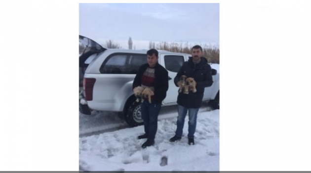 Yavru köpeklere donmaktan kurtardılar